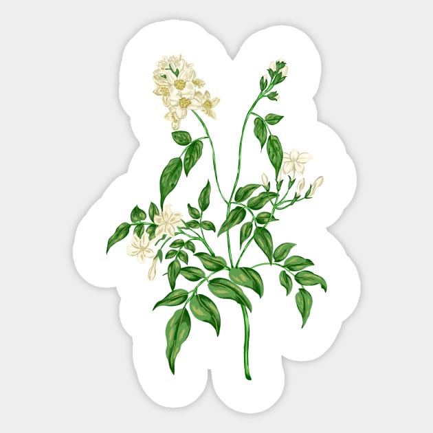 Jasmine 2 Botanical Sticker by Salfiart